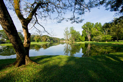 Reflection of trees in lake