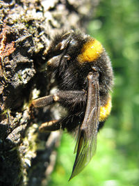 Close-up of bee pollinating flower