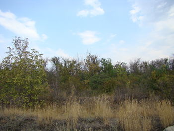 Trees growing on field against sky