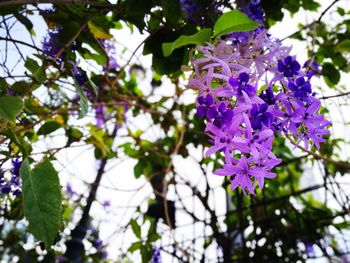 Low angle view of purple flowers on tree
