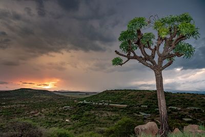 Tree on field against sky during sunset