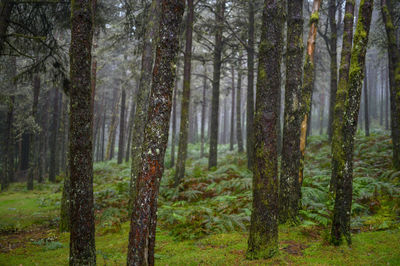 Deep foggy forest in madeira.