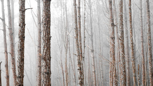 Full frame shot of tree trunk in forest