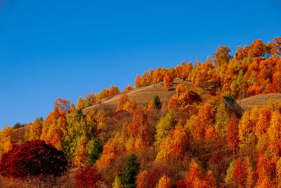 Autumn in the romanian mountains, fantanele village area, sibiu county, cindrel mountains, romania