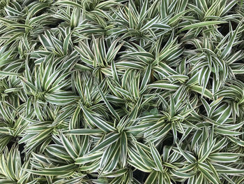 Full frame shot of plants