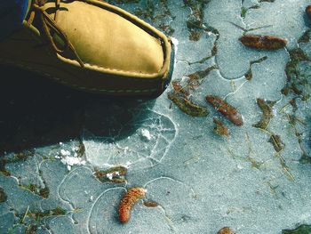 Reflection of trees in puddle