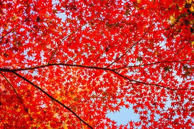 Low angle view of maple leaves on tree