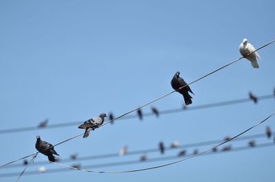 Low angle view of birds perching on cable against sky