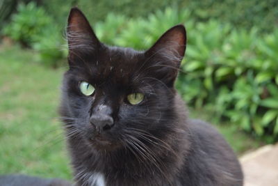 Close-up portrait of black cat outdoors