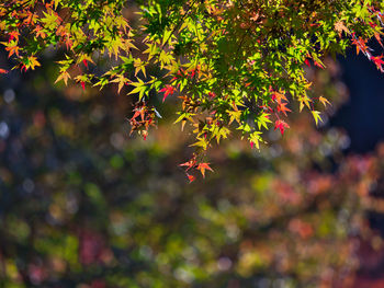 Close-up of maple leaves on tree