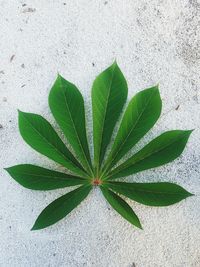 High angle view of plant leaves