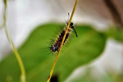 Caterpillar of butterfly creeping on the stem of host plant