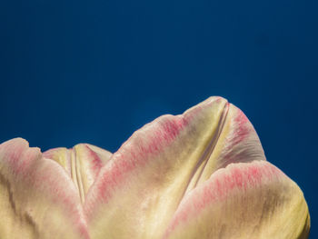 Close-up of pink flower against blue sky