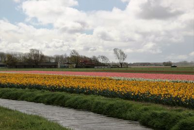 Colorful flowers in field against cloudy sky