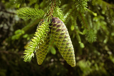 Close up of green pine cones still in the tree.