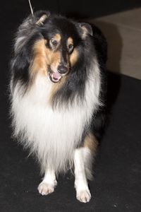 Close-up portrait of dog