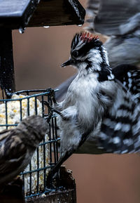 A woodpecker on the suet feeder