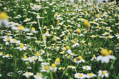 Close-up of plants growing on field