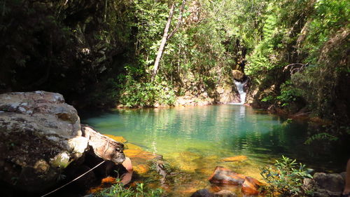View of river in forest