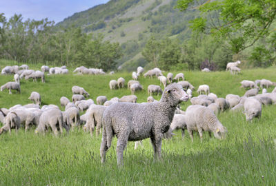 Sheep grazing on land