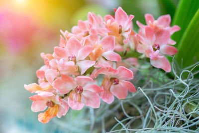 Close-up of pink flowering plant