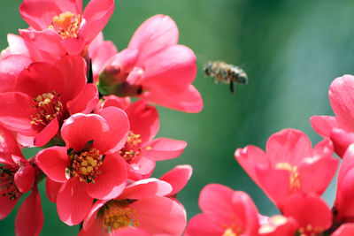 Close-up of insect on pink flower