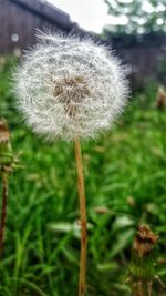 Close-up of dandelion in field