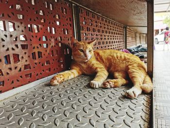 Close-up of a cat resting