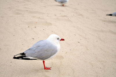 Close-up of seagull perching on sand at beach