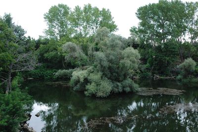 Scenic view of lake against trees in forest