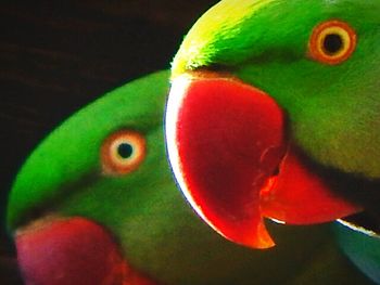 Close-up of parrot