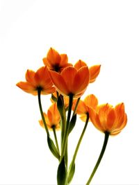 Close-up of orange flowers against white background