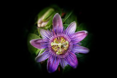 Close-up of purple flower blooming outdoors