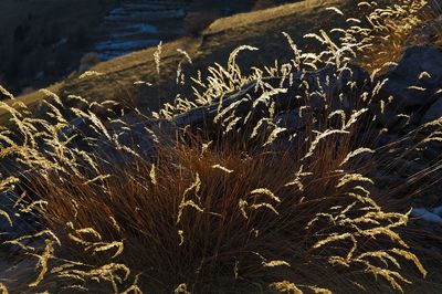 High angle view of plants at beach