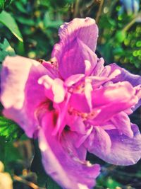 Close-up of flower blooming outdoors