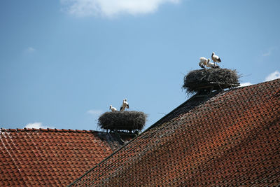 Low angle view of bird perching on roof against sky