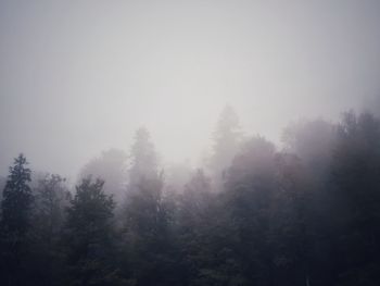 Trees in forest during foggy weather