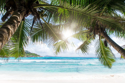 Palm trees on beach against sky