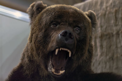 Close-up of an head bear