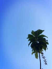 Low angle view of plant against clear blue sky