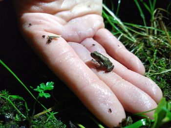 Close-up of hand holding a leaf