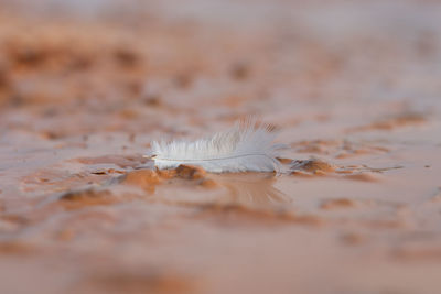 Close-up of feather on land