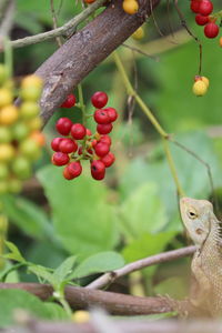 Close-up of berries on tree