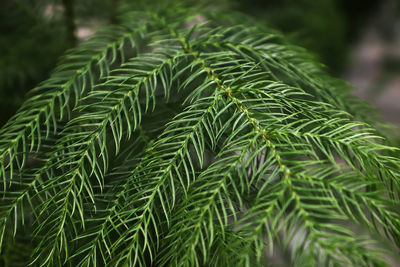 Macro view of delicate branches on a norfolk pine.