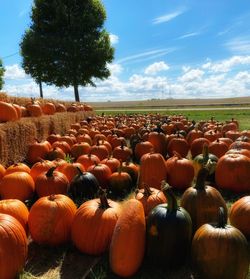 Pumpkins on field against sky
