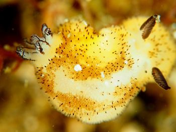 Close-up of yellow caterpillar