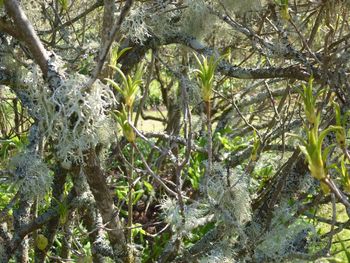 Low angle view of trees