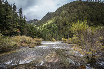 Scenic view of river amidst trees in forest against sky