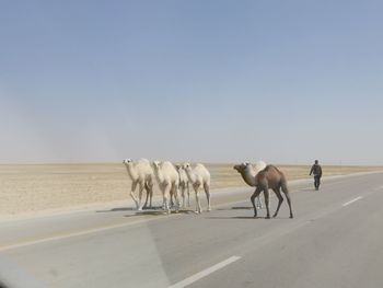 Horse cart on road against sky