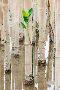 Plants growing on wooden post